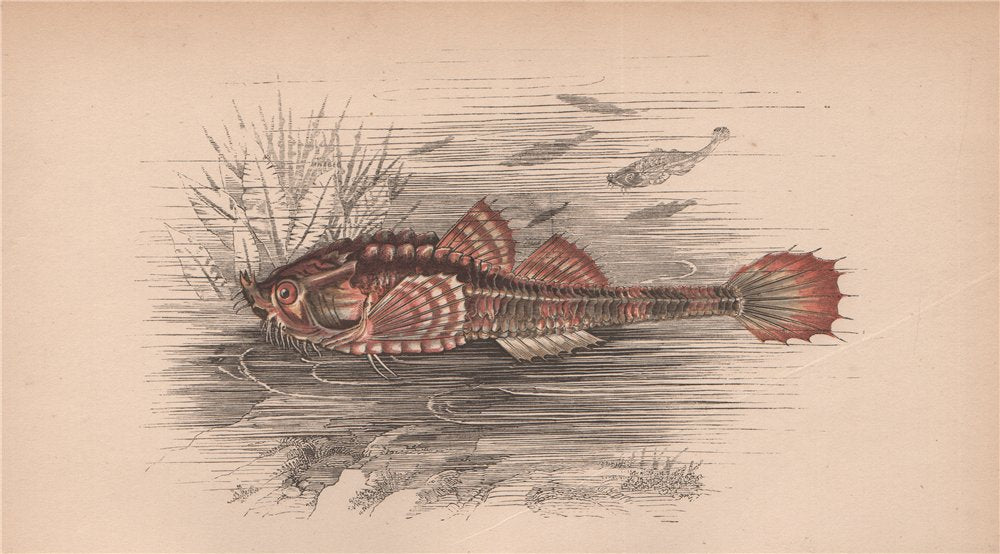 POGGE. Agonus cataphractus, hooknose, armed bullhead. COUCH. Fish 1862 print